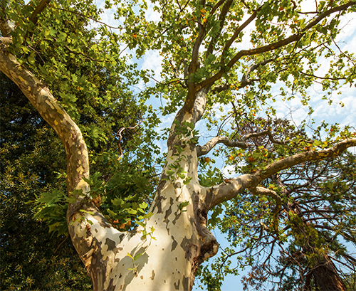 CẢM HỨNG HÌNH TƯỢNG | DỰ ÁN SYCAMORE